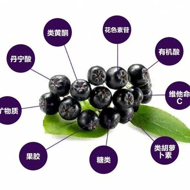 不老莓&十大健康优点!