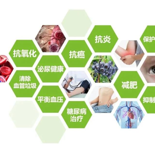 不老莓的抗氧化性和潜在药理作用分析