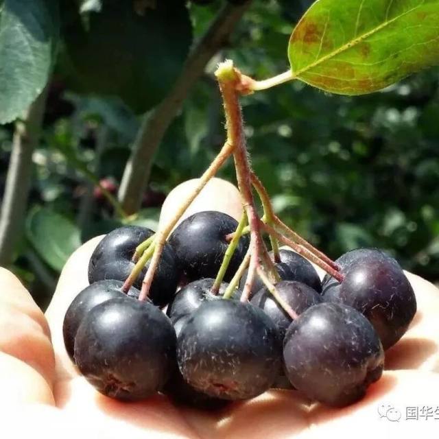 “不老莓”当之无愧的莓中之王