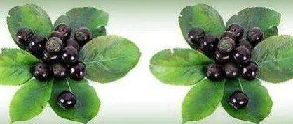 【新食品原料研究】黑果腺肋花楸果(又名野樱莓,不老莓)